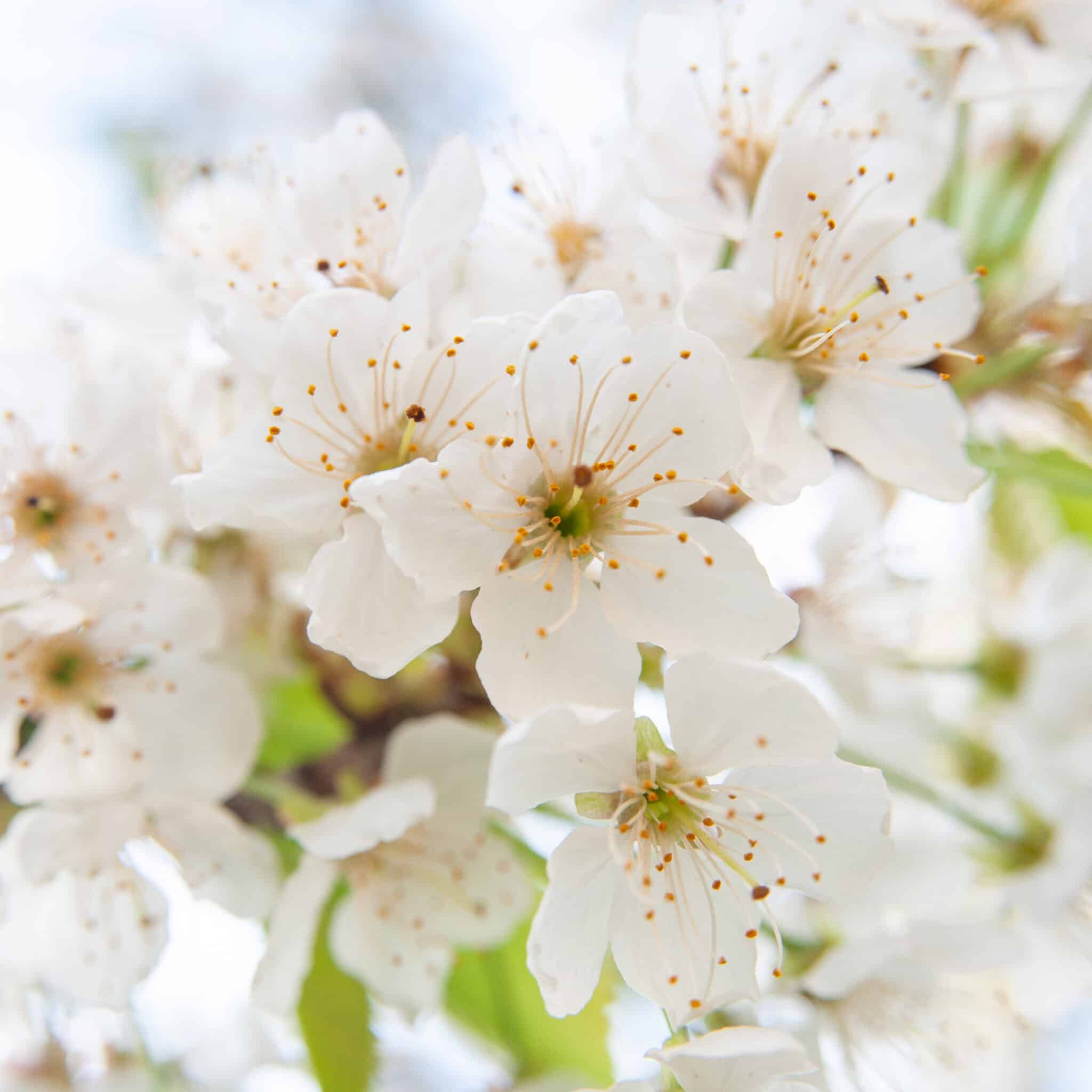 picture of white flowers
