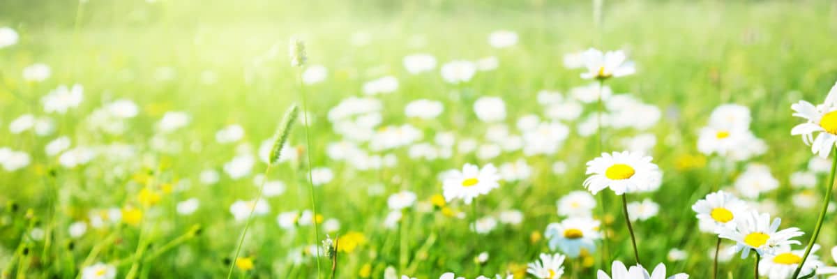 Daisies receding into the distance